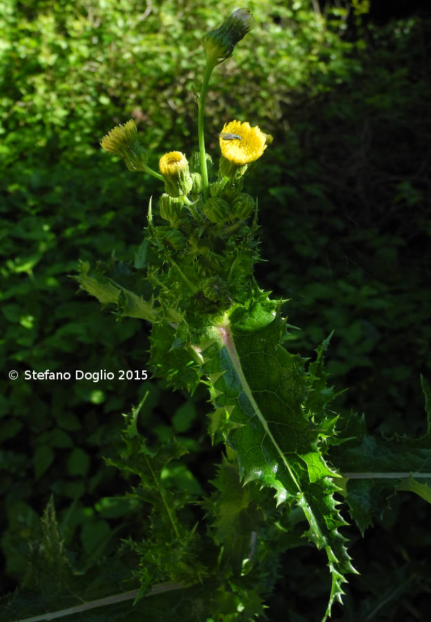 Sonchus sp.